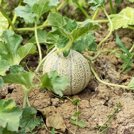 Appartamento La Fabbrichina Il Luogo Della Pace *